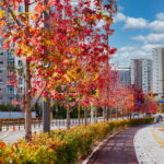 가을빛 물든 수원으로 단풍 구경 오세요!