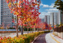 가을빛 물든 수원으로 단풍 구경 오세요!